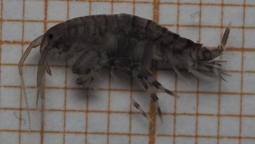 Melita hergensis